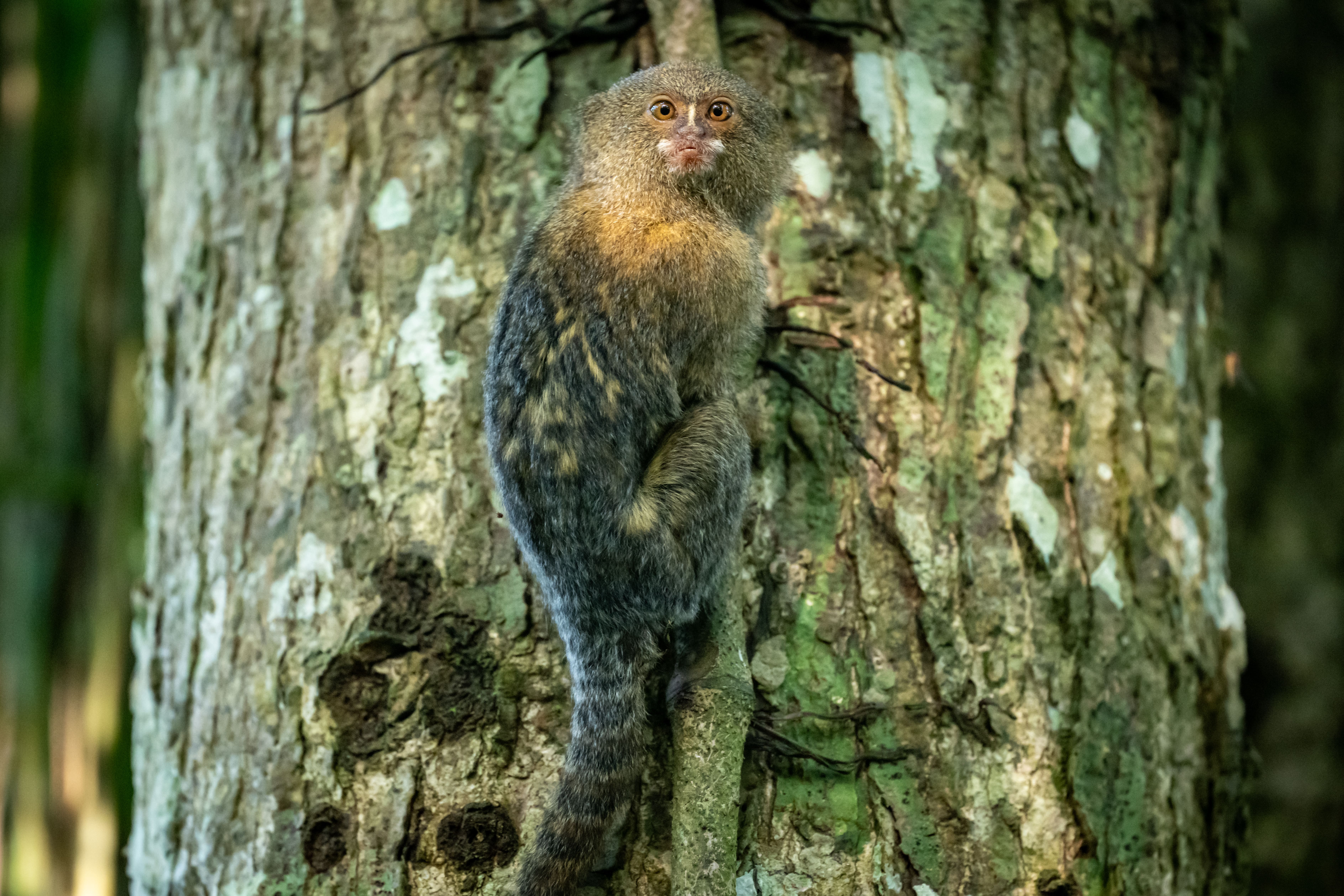 Amazon expedition photo 6